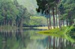 Nature Landscape At Morning Of Lakes And Pine Forests Stock Photo