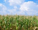 Corn Field Stock Photo