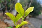 Green Leaves Stock Photo