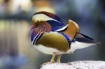 Mandarin Duck Stock Photo