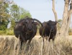 Water Buffallo Stock Photo