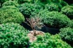 Dying Plant Among Many Green Plant In Sun Light Stock Photo