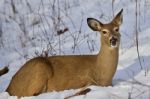 Beautiful Close-up Of A Wild Deer Laying On The Snow In The Forest Stock Photo