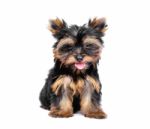 Yorkshire Terrier Stock Photo