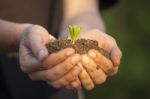 Hands Holding Seedleng Stock Photo