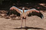 Fuengirola, Andalucia/spain - July 4 : Yellow-billed Stork (myct Stock Photo