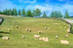 Sheeps Stock Photo