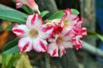 Desert Rose Flowers Stock Photo