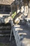 Long-tailed Macaque Monkey Sitting On Ancient Ruins Of Angkor Wa Stock Photo