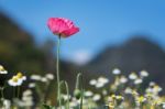 Red Poppy Stock Photo