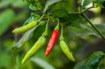 Red Chili Among Green Stock Photo