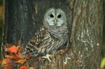 Barred Owl Stock Photo