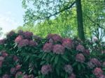 Rhododendron-flowers In The Park Stock Photo