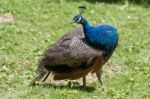 Peacock (pavo Cristatus) Stock Photo