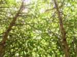 Tree Trunk Up High With Green Leaf And Beautiful Light In Backgr Stock Photo