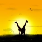 Giraffe Stock Photo