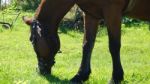 Horse In The Country Side Of Russia Stock Photo