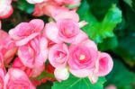 Pink Begonia Flower In Garden Stock Photo