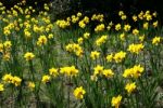 Host Of Golden Daffodils Stock Photo