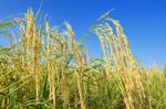 Paddy Rice Stock Photo