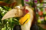 Closeup  Wreathed Hornbill Stock Photo