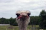 Ostrich Stock Photo