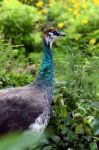 Female Peahen Stock Photo