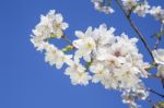 Beautiful Branch Of An Apple Tree With White Blossoms Stock Photo