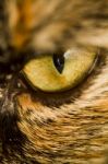 Detail Of Cat's Eye Stock Photo