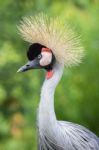 Grey Crowned Crane Head And Neck Stock Photo