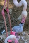 Fuengirola, Andalucia/spain - July 4 : Greater Flamingos (phoeni Stock Photo