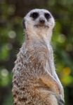 Meerkat Stock Photo