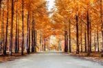 Autumn Trees In Nami Island, Korea Stock Photo