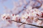 Cherry Blossom With Soft Focus, Sakura Season Background Stock Photo