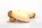 Mushroom On White Background Stock Photo