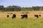 Cows Grazing In The Green Argentine Countryside Stock Photo