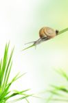 Snail On Grass Stock Photo