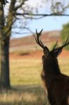 Deer On The Lookout Stock Photo