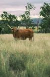 Longhorn Cow In The Paddock Stock Photo