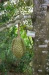 Durian Stock Photo