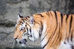 Bengal Tiger Head Close Up Stock Photo