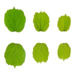 Green Leaves And White Background Stock Photo