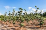 Beautiful Topiary Shapes In Conifers Stock Photo