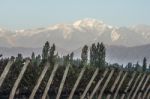 Early Morning In The Vineyards. Volcano Aconcagua Cordillera. An Stock Photo