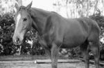 Horse In The Paddock Stock Photo