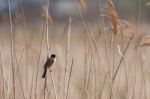 Reed Bunting (emberiza Schoeniclus) Stock Photo