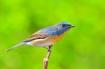 Chinese Blue Flycatcher Bird Stock Photo