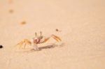 Ghost Crab Standing At The Beach On Sand Background Stock Photo