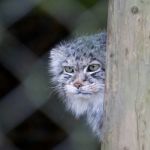 Pallas's Cat (otocolobus Manul) Stock Photo