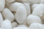 Silkworm Stock Photo